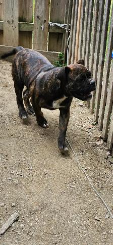 Bulldog anglais old - Photo 4
