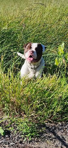 Bulldog anglais old - Photo 6