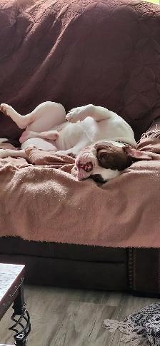 Bulldog anglais old - Photo 7