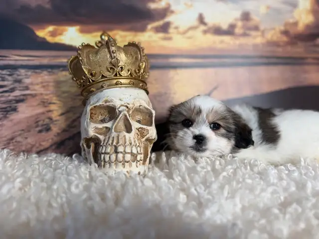Maltese Shih Tzu Puppies