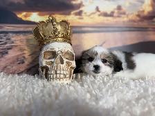 Maltese Shih Tzu Puppies