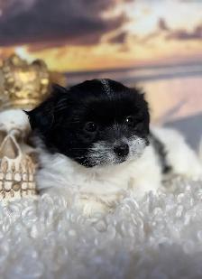 Maltese Shih Tzu Puppies - Photo 2