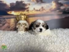 Maltese Shih Tzu Puppies - Photo 3