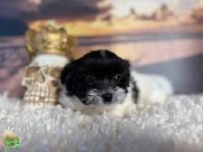 Maltese Shih Tzu Puppies - Photo 4