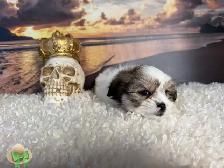 Maltese Shih Tzu Puppies - Photo 5