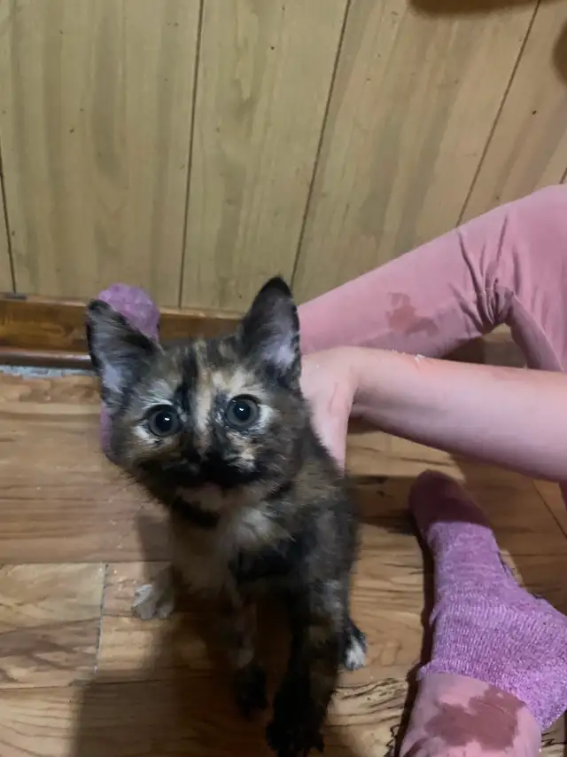 2 adorable energetic kittens