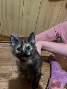 2 adorable energetic kittens