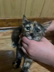 2 adorable energetic kittens - Photo 2