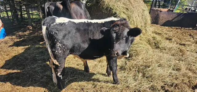 bull calf