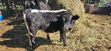bull calf