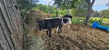 bull calf - Photo 2