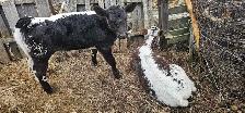 bull calf - Photo 3