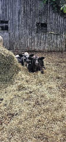 bull calf - Photo 4