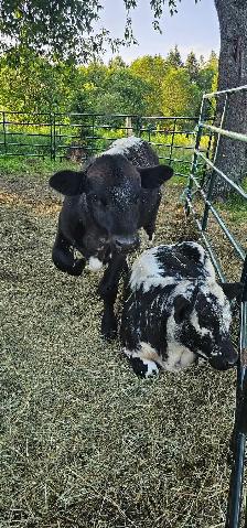 bull calf - Photo 5