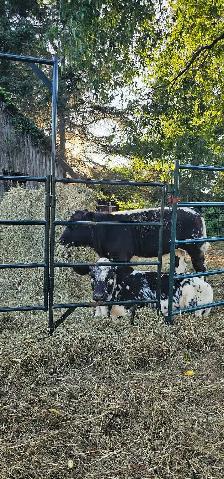 bull calf - Photo 6