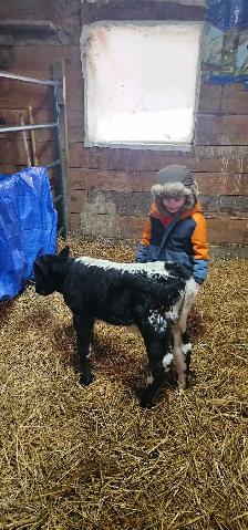 bull calf - Photo 7