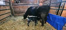 bull calf - Photo 8