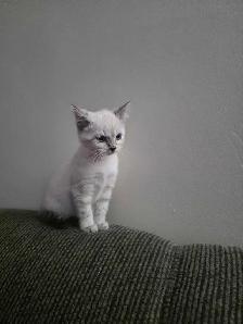 Chatons Bengal Snow à vendre