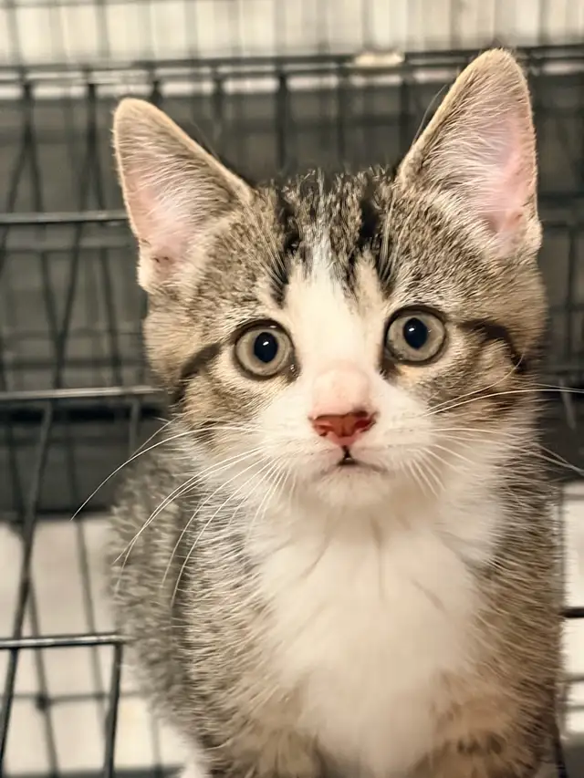 Chatons pret à être adoptés de 2 mois,