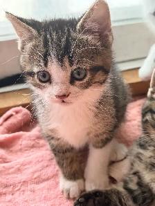 Chatons pret à être adoptés de 2 mois, - Photo 2