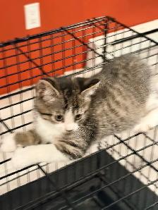 Chatons pret à être adoptés de 2 mois, - Photo 4