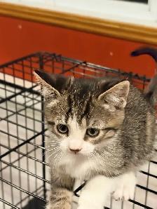 Chatons pret à être adoptés de 2 mois, - Photo 6