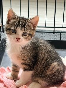 Chatons pret à être adoptés de 2 mois, - Photo 7