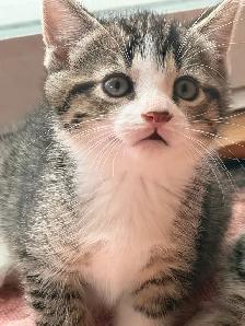 Chatons pret à être adoptés de 2 mois, - Photo 8