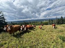 Looking to Purchase Grazing Lease/ Allotment - Photo 2