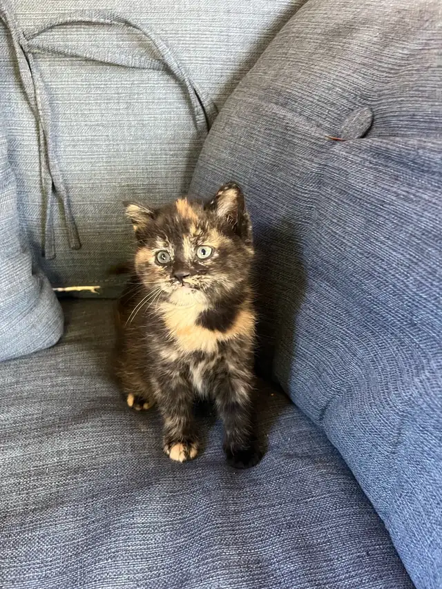 Beautiful Kittens Ready To Go!