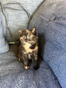 Beautiful Kittens Ready To Go!