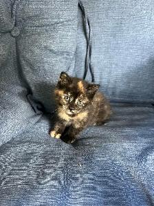 Beautiful Kittens Ready To Go! - Photo 2