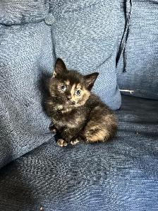 Beautiful Kittens Ready To Go! - Photo 3