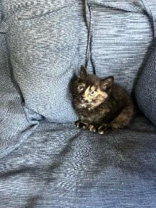 Beautiful Kittens Ready To Go! - Photo 4