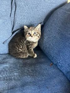 Beautiful Kittens Ready To Go! - Photo 5