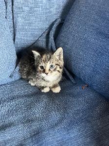Beautiful Kittens Ready To Go! - Photo 6