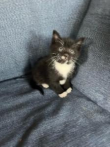Beautiful Kittens Ready To Go! - Photo 7