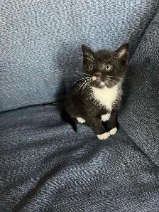 Beautiful Kittens Ready To Go! - Photo 8