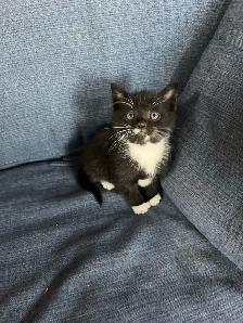 Beautiful Kittens Ready To Go! - Photo 9