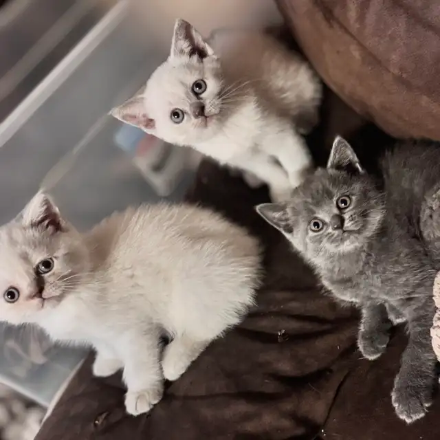 plush Scottish fold Siamese boys