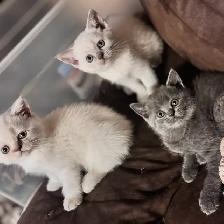 plush Scottish fold Siamese boys