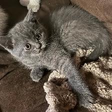 plush Scottish fold Siamese boys - Photo 4