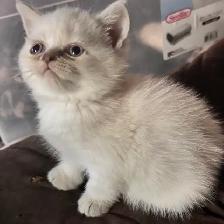 plush Scottish fold Siamese boys - Photo 6