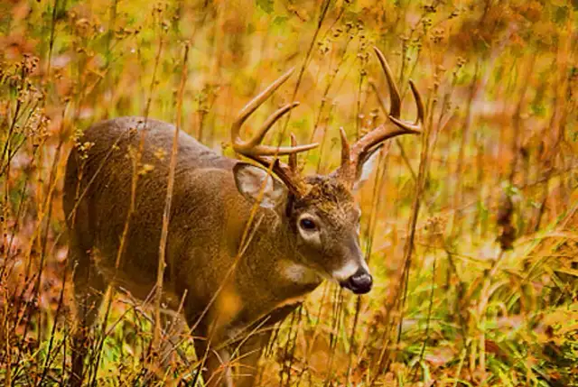 BAGGED DEER FEED BLENDS