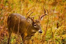 BAGGED DEER FEED BLENDS