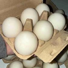 Duck Eggs (1.5-2x Larger than Standard Chicken Egg)