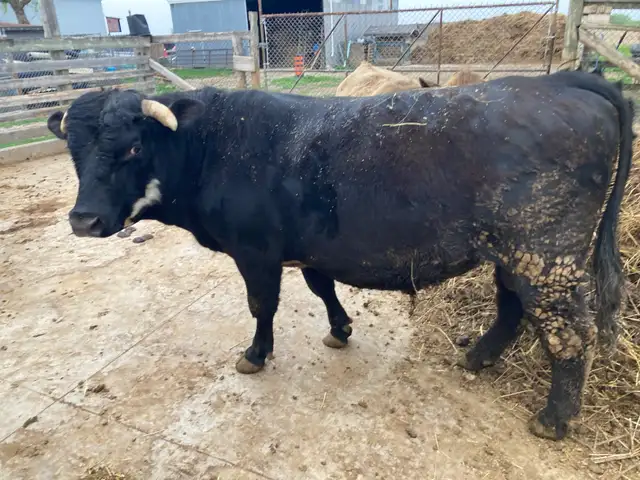 Bull for Sale-Black Angus/Charlais mix