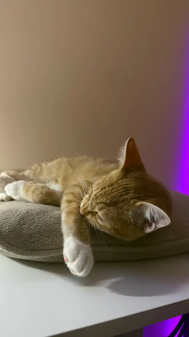 cute orange cat