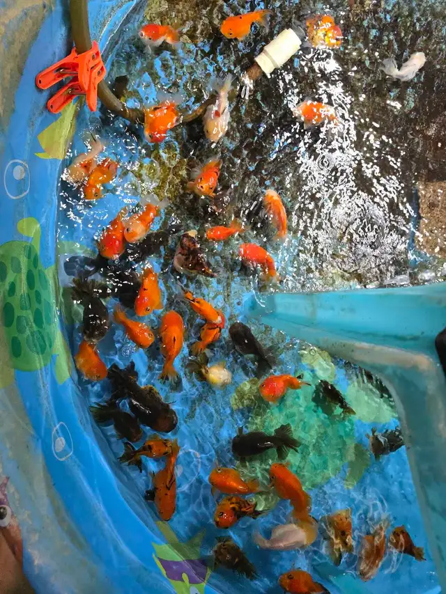oranda ost f1 de vietnam