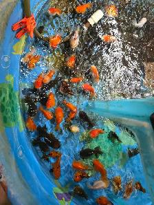 oranda ost f1 de vietnam
